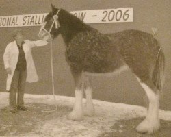 broodmare Threave Duchess (Clydesdale,  , from Singlie Storm)