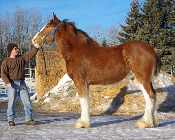 Pferd Evergreen Acres Royal Mark (Clydesdale, 2012, von Riverside Sir Crown Royal)