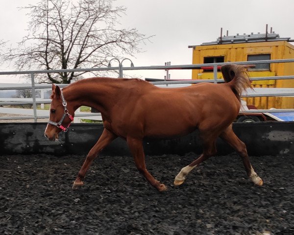 horse Pretty Woman (Arabian thoroughbred, 2012, from Kunar T)