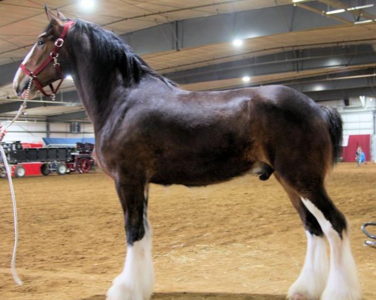 horse Evergreen Acres Pepper Jack (Clydesdale, 2015, from Somewhere Doc's Black Jack)