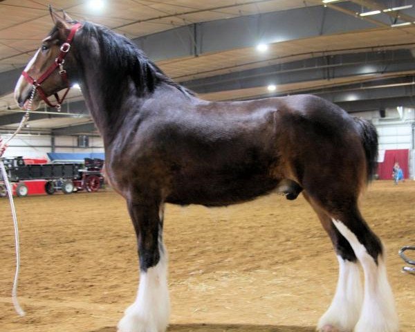 horse Evergreen Acres Pepper Jack (Clydesdale, 2015, from Somewhere Doc's Black Jack)