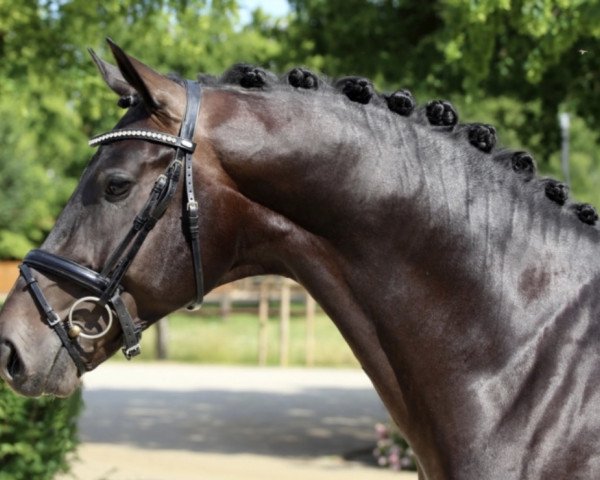 dressage horse Finally Famous (Hanoverian, 2016, from Fürst Wilhelm)