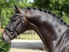 dressage horse Finally Famous (Hanoverian, 2016, from Fürst Wilhelm)