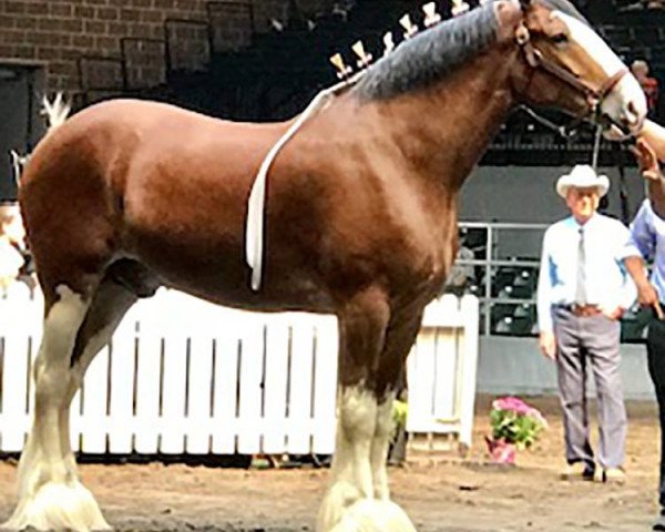 Pferd Evergreen Acres Patrick (Clydesdale, 2012, von Willow Way Dawson)