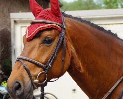 horse Contigo la vida (Westphalian, 2010, from Christiano)