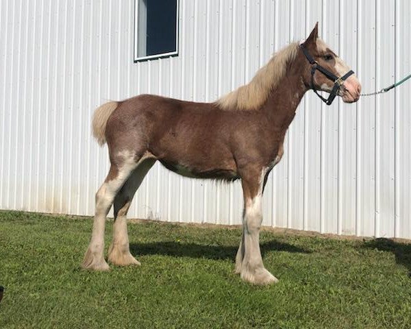 Pferd Evergreen Acres Heather (Clydesdale, 2019, von Boulder Bluff PH Ben)