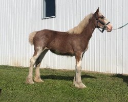 horse Evergreen Acres Heather (Clydesdale, 2019, from Boulder Bluff PH Ben)