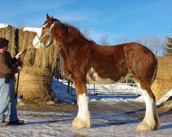 Zuchtstute Evergreen Acres Heaven Sent (Clydesdale, 2012, von Willow Way Dawson)