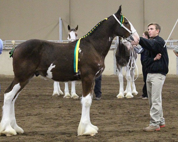 horse Evergreen Acres Hank (Clydesdale, 2017, from Boulder Bluff PH Ben)