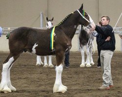 Pferd Evergreen Acres Hank (Clydesdale, 2017, von Boulder Bluff PH Ben)