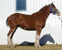 horse Evergreen Acres Gambler (Clydesdale, 2013, from Hewal Benefactor)