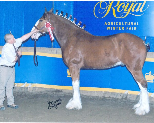 horse Evergreen Acres Chance (Clydesdale, 2007, from Willow Way Dawson)