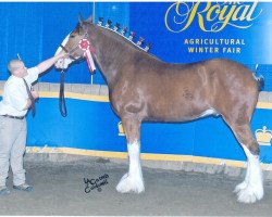 Pferd Evergreen Acres Chance (Clydesdale, 2007, von Willow Way Dawson)