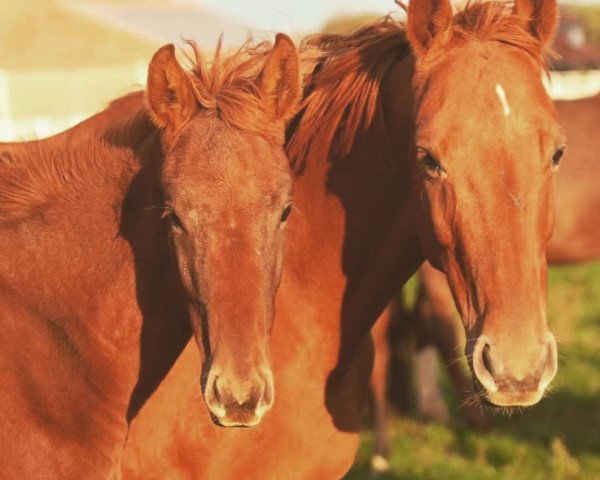 broodmare Donna Rubina (Oldenburg, 2011, from Danone 4)