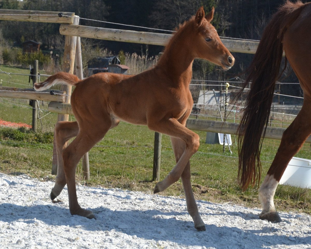 dressage horse Firebird (Hanoverian, 2020, from Fidertanz)