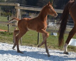 dressage horse Firebird (Hanoverian, 2020, from Fidertanz)