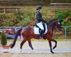 dressage horse Steverheides Cat Deluxe (German Riding Pony, 2006, from Charm of Nibelungen)