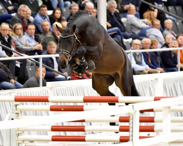 stallion Diro (Hanoverian, 2017, from Diamant de Semilly)