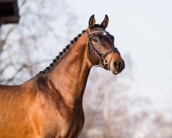 jumper Casamba (Holsteiner, 2015, from Casall)