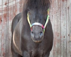 horse Thule aus Bornhoeved (Iceland Horse, 1994, from Topar vom Uhlenhof)