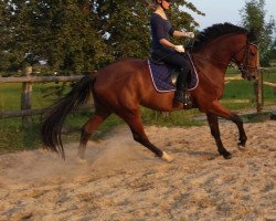 dressage horse Fiasco B (Westphalian, 2011, from Fleury)