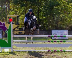 Springpferd Simply Sidney (Deutsches Reitpferd, 2005, von Sambuco Junior)