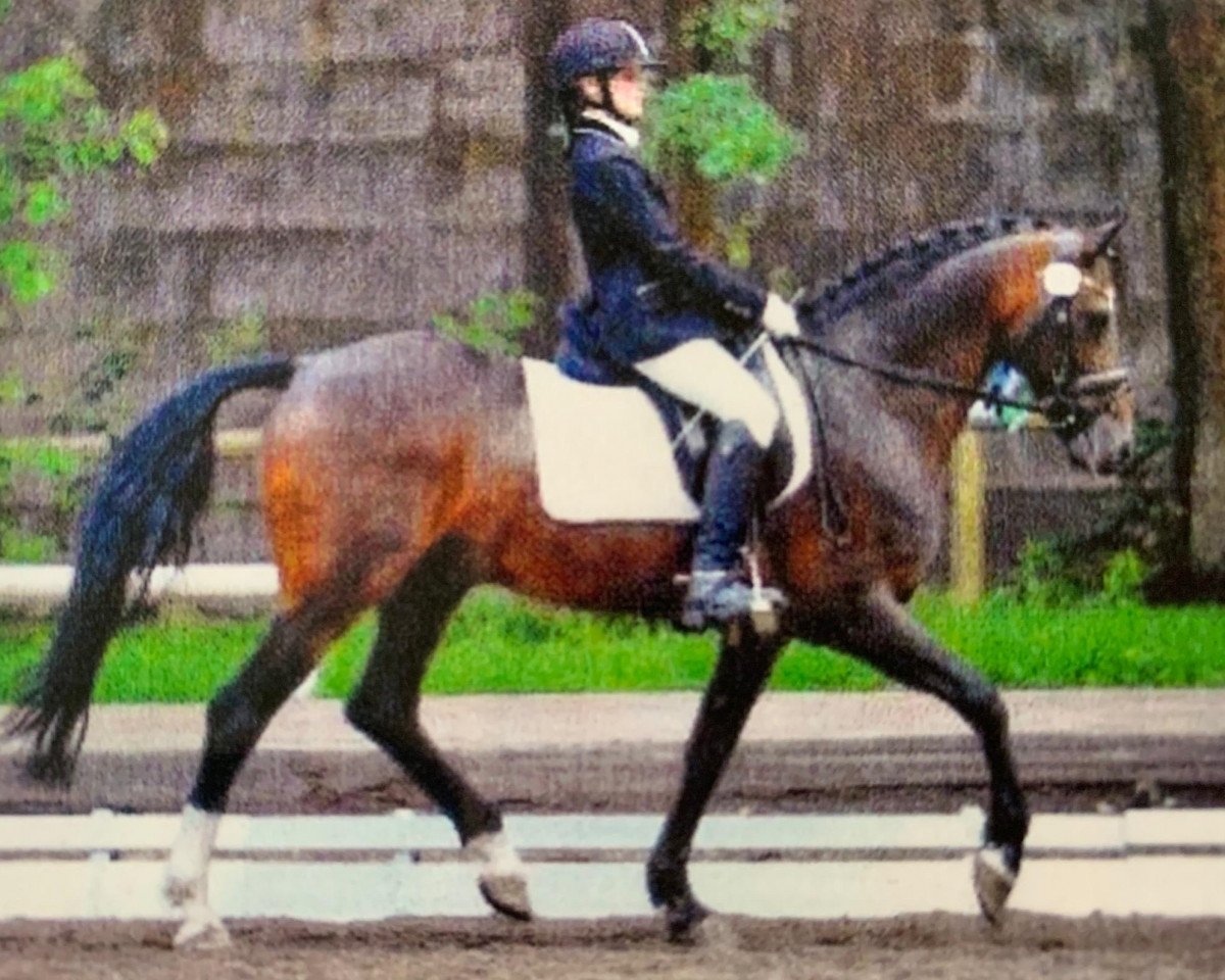 Deckhengst Kimber (Deutsches Reitpony, 1988, von Karat)