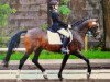 stallion Kimber (German Riding Pony, 1988, from Karat)