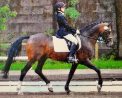 stallion Kimber (German Riding Pony, 1988, from Karat)