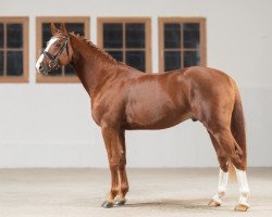 stallion Luke Skywalker (German Sport Horse, 2016, from Landskron 3)