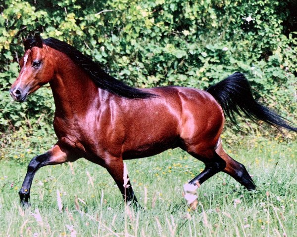 Deckhengst Frankenhoeh's Arrow (Welsh Pony (Sek.B), 2005, von Tijd Vlijt's Amadeous)