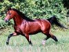stallion Frankenhoeh's Arrow (Welsh-Pony (Section B), 2005, from Tijd Vlijt's Amadeous)