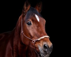 dressage horse Lollipop MS (Rhinelander, 2006, from Lanciano)