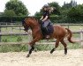 dressage horse Captain Connor 3 (German Riding Pony, 2016, from Ceylon E)