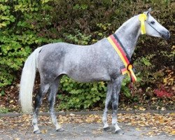 stallion Devdas ox (Arabian thoroughbred, 2016, from Dschehim ox)