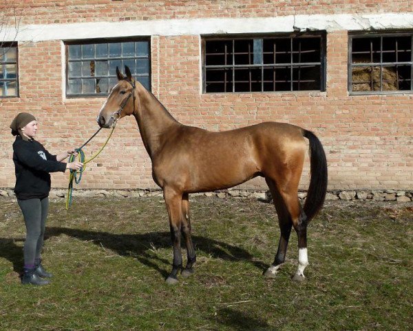 horse Atalyk (Akhal-Teke, 2013, from Piastr)