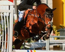 jumper Frankenhoeh's Garant (German Riding Pony, 2009, from Frankenhoeh's Arrow)