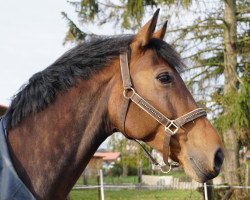 horse Fleur (Westfale, 2010, from Flanagan)