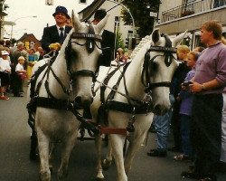 Pferd Beauty 111 (Deutsches Reitpony, 1986, von Consul)