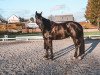 dressage horse Black Bumblebeee (Rhinelander, 2013, from Zack)