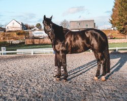 dressage horse Black Bumblebeee (Rhinelander, 2013, from Zack)