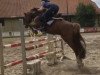 jumper Hopefull Helene (German Riding Pony, 2011, from Neckar)