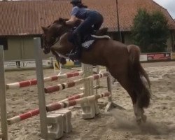 jumper Hopefull Helene (German Riding Pony, 2011, from Neckar)