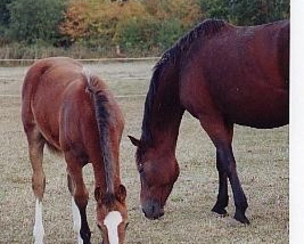 broodmare Hashgane (Selle Français, 1995, from Nashville III)