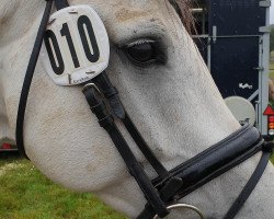 jumper Castello (Hanoverian, 2008, from Cassus 2)