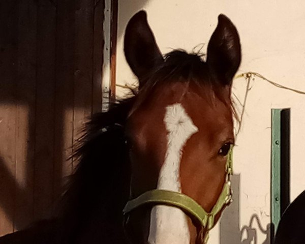 dressage horse Benno Bravo K (Westphalian, 2019, from Belissimo NRW)