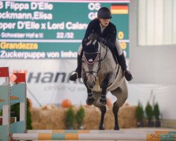 broodmare Flippa D'Elle (Oldenburg show jumper, 2014, from Flipper d'Elle)