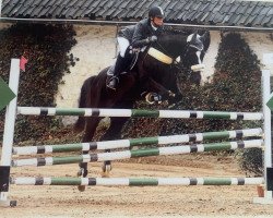 jumper Wyome (Hanoverian, 1994, from Weinberg)