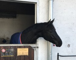 dressage horse Don Dior 12 (Hanoverian, 2016, from Dondante)