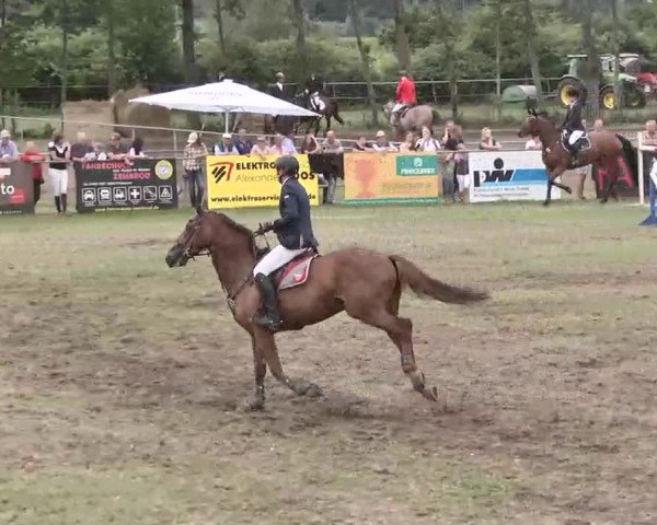 Reitturnier Pfullendorf 2015
